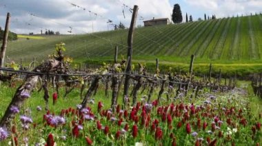 Red and purple flowers among the rows of young vineyards with the first shoots in spring. The flowers create an ecosystem that fights parasites in the vineyards in a natural way. Chianti Area, Tuscany
