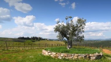 Beautiful olive tree amid young vineyards in the Chianti Classico region of Tuscany and blue sky. Italy. Timelapse
