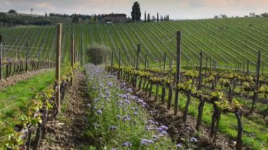 Purple flowers among the young rows of vineyards with the first shoots in spring. The flowers create an ecosystem that fights parasites in the vineyards in a natural way. Chianti Area, Tuscany.