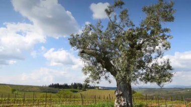 Olive tree with branches swaying in the wind amid young vineyards in the Chianti Classico region of Tuscany and blue sky. Italy
