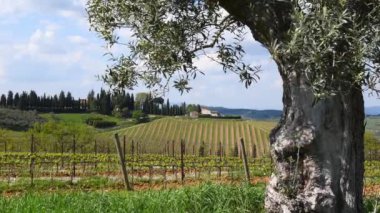 Beautiful olive tree with branches swaying in the wind in the middle of young vineyards in the Chianti Classico region of Tuscany. Italy