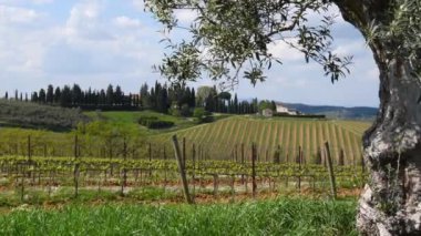 Beautiful olive tree with branches swaying in the wind in the middle of young vineyards in the Chianti Classico region of Tuscany. Italy