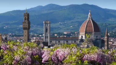 Beautiful view of the famous Cathedral of Santa Maria del Fiore, Giotto's Bell Tower and Palace of the Town Hall in Florence with blooming wisteria on the foreground. Italy