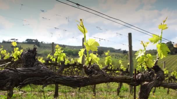 First Shoots Vine Plant Row Vineyards Chianti Mercatale Florence Tuscany — Vídeo de Stock