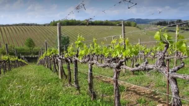 First Shoots Plant Vineyard Fresh Shoots Young Bunches Tiny Grape — Wideo stockowe