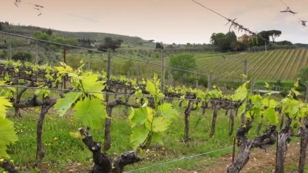 Greve Chianti April 2022 Close First Shoots Plant Vineyard Tiny — Vídeo de Stock