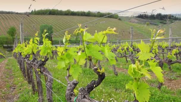 Greve Chianti April 2022 Close First Shoots Plant Vineyard Tiny — Vídeo de Stock