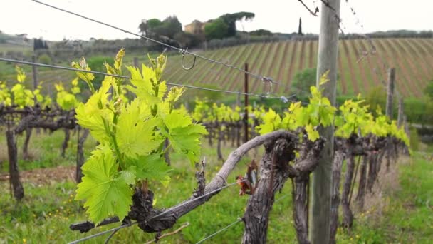 Close First Shoots Plant Vineyard Tiny Grape Leaves Grow Rows — Vídeo de Stock