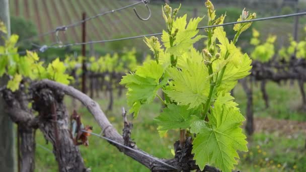 Close First Shoots Plant Vineyard Tiny Grape Leaves Grow Rows — Vídeo de Stock