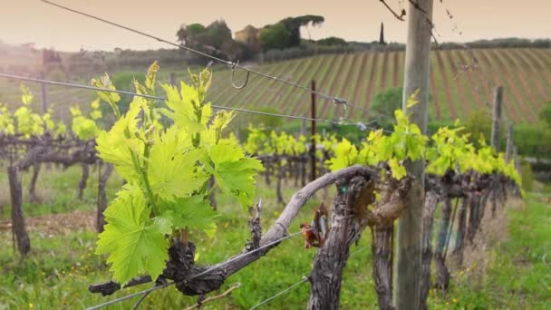 Close First Shoots Plant Vineyard Tiny Grape Leaves Grow Rows — Stock videók