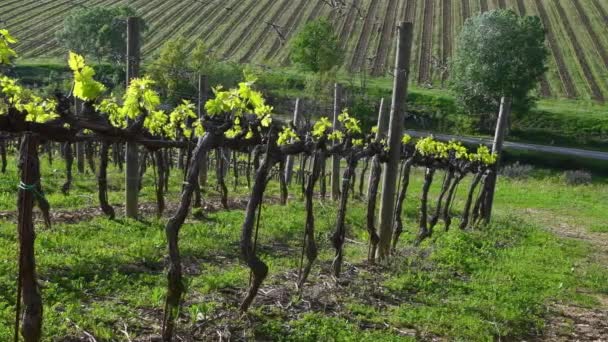First Shoots Plant Vineyard Fresh Shoots Young Bunches Tiny Grape — Stok Video