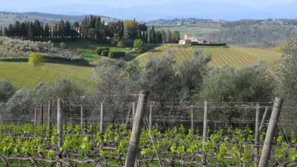 Оливковые Деревья Движутся Ветру Типичным Тосканским Пейзажем Заднем Плане Фермерскими — стоковое видео