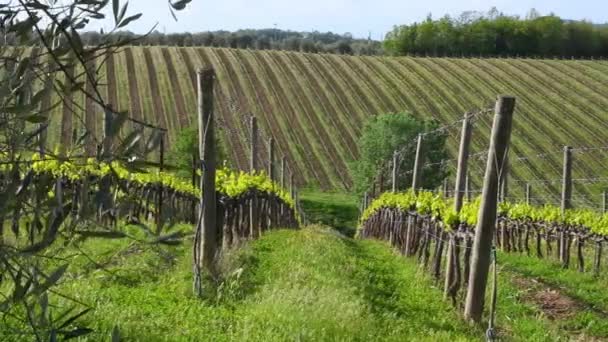 Olive Branches Sway Wind Beautiful Rows First Buds Spring Chianti — Stock Video