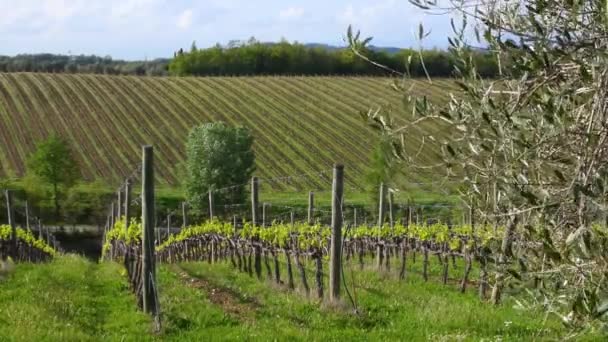 Beautiful Rows Vineyards First Sprouts Spring Season Olive Trees Greve — Stock videók