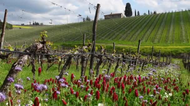 Red Purple Flowers Rows Young Vineyards First Shoots Spring Flowers — Stockvideo