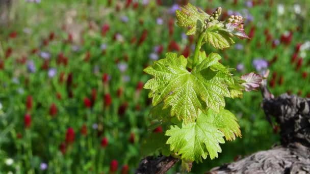 Close First Shoots Plant Vineyard Tiny Grape Leaves Grow Vineyard — Vídeo de Stock