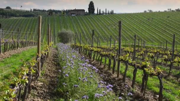 Purple Flowers Young Rows Vineyards First Shoots Spring Flowers Create — Stockvideo