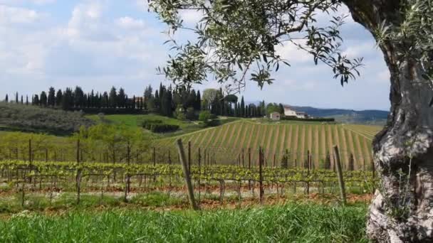 Beautiful Olive Tree Branches Swaying Wind Middle Young Vineyards Chianti — Vídeos de Stock