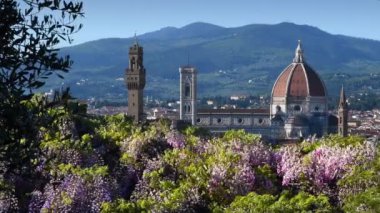 Beautiful view of the famous Cathedral of Santa Maria del Fiore, Giotto's Bell Tower and Palace of the Town Hall in Florence with blooming wisteria on the foreground. Italy