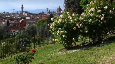 Roses in bloom in the famous rose garden of Florence with the Cathedral of Santa Maria del Fiore in the background. Italy