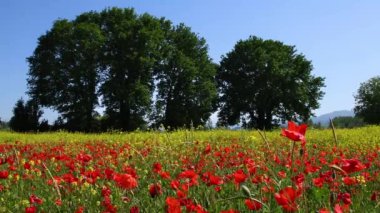 Beautiful Red Poppies swaying in the wind and yellow flowers on background in Tuscany. Italy