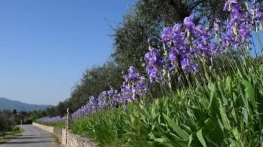 blooming irises among the olive trees swayng in the wind in the Chianti region in Tuscany. The iris (Iris Pallida), the symbol of the city of Florence. Italy.