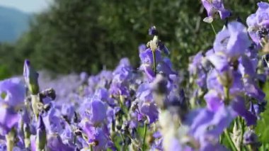 Beautiful blooming irises among the olive trees swayng in the wind in the Chianti region in Tuscany. The iris (Iris Pallida), the symbol of the city of Florence. Italy.