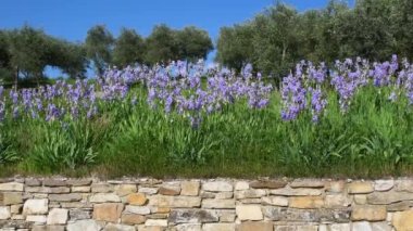 Iris in bloom swaying in the wind in the Chianti region of Tuscany above a terrace with a dry stone wall and olive trees in the background. The iris (Iris Pallida), the symbol of the city of Florence.