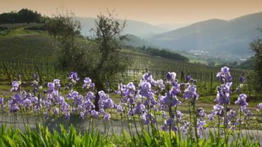 Beautiful blooming Irises swaying in the wind in the Chianti region of Tuscany at sunset near the medieval village of Nipozzano, with olive trees and grapevines in the background. Italy.