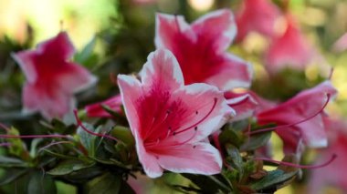 Close-up of beautiful pink Azaleas (Rhododendron) flowers in springtime. Selective focus