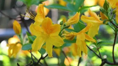 close-up of beautiful yellow azaleas in a garden.