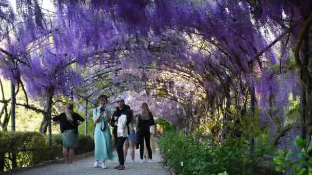 Флоренция Апреля 2022 Года Туристы Красивым Туннелем Фиолетовой Вистерии Цветущем — стоковое видео