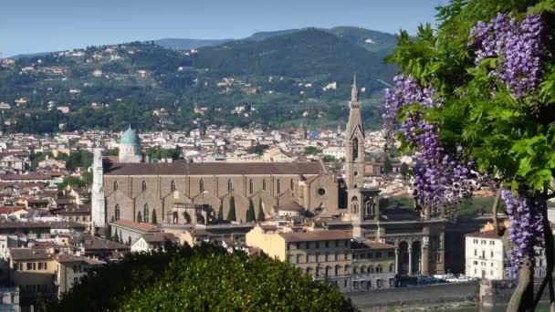 Famous Basilica Holy Cross Florence Blooming Purple Wisteria Florence Italy — Stock video