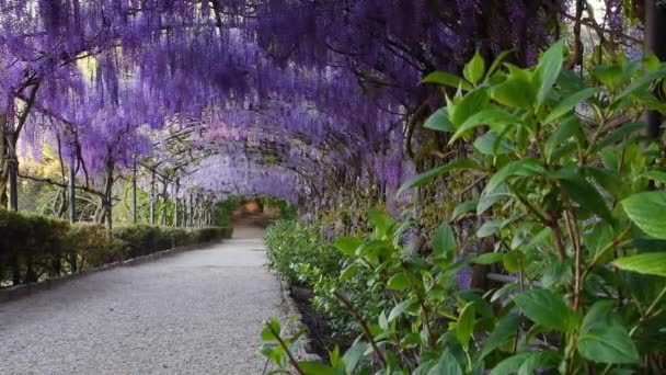 Beautiful Blooming Purple Wisteria Sways Wind Blooming Wisteria Tunnel Garden — Video Stock