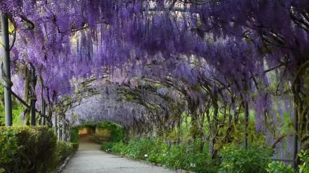 Beautiful Blooming Purple Wisteria Sways Wind Blooming Wisteria Tunnel Garden — Vídeo de Stock