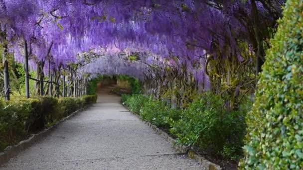 Beautiful Blooming Purple Wisteria Sways Wind Blooming Wisteria Tunnel Garden — Wideo stockowe