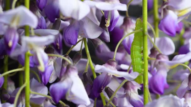 Close Green Caterpillar Climbs Sprig Purple Wisteria — Stockvideo