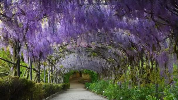 Beautiful Blooming Purple Wisteria Sways Wind Blooming Wisteria Tunnel Garden — Video Stock