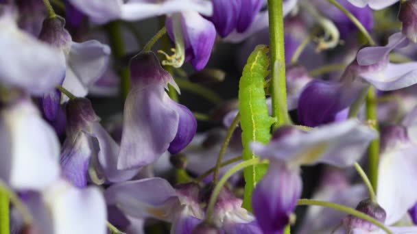 Close Green Caterpillar Climbs Sprig Purple Wisteria — Wideo stockowe