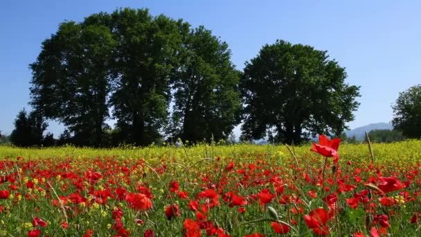 Beautiful Red Poppies Swaying Wind Yellow Flowers Background Tuscany Italy — Wideo stockowe