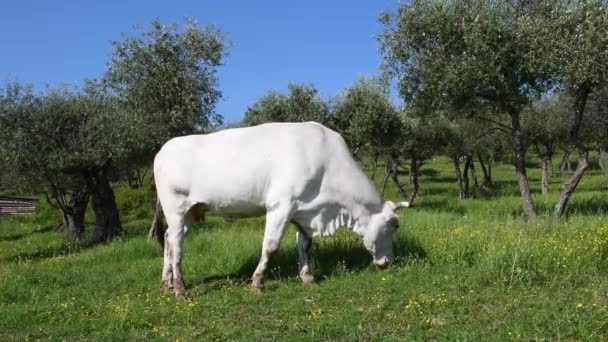White Cow Grazing Olive Trees Tuscan Countryside Italy — Stockvideo