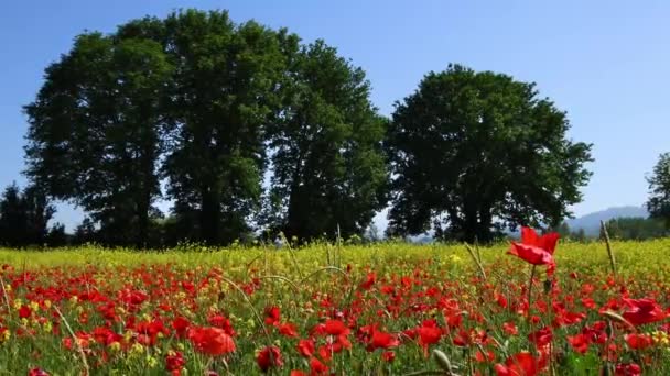 Beautiful Red Poppies Swaying Wind Yellow Flowers Background Tuscany Italy — Wideo stockowe