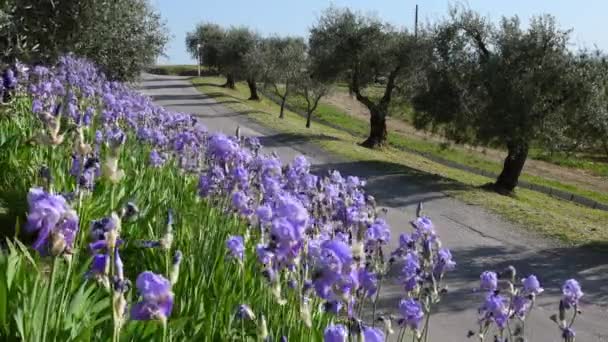 Beautiful Red Poppies Swaying Wind Yellow Flowers Background Tuscany Italy — Wideo stockowe