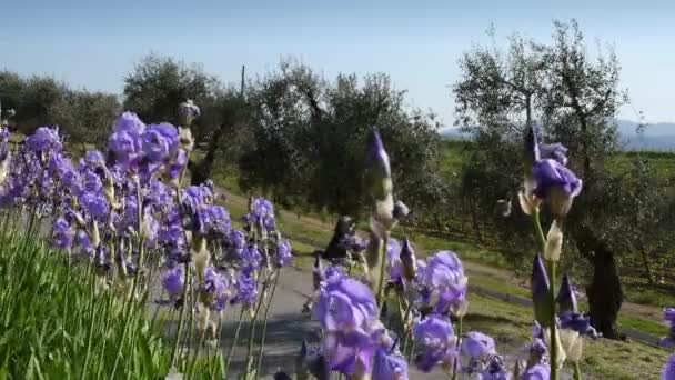 Tuscan Landscape Iris Bloom Swaying Wind Chianti Region Tuscany Olive — Stockvideo