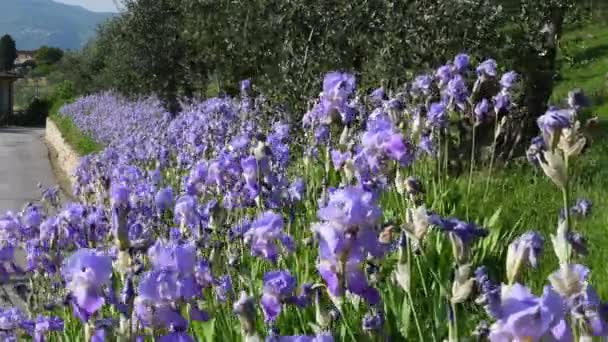 Beautiful Blooming Irises Olive Trees Swayng Wind Chianti Region Tuscany — Wideo stockowe