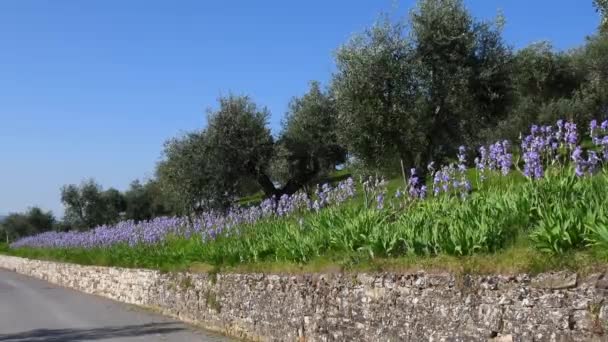 Beautiful Blooming Irises Olive Trees Swayng Wind Chianti Region Tuscany — Vídeo de Stock