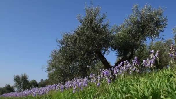 Όμορφες Ανθισμένες Ίριδες Ανάμεσα Στα Ελαιόδεντρα Που Λικνίζονται Στον Άνεμο — Αρχείο Βίντεο