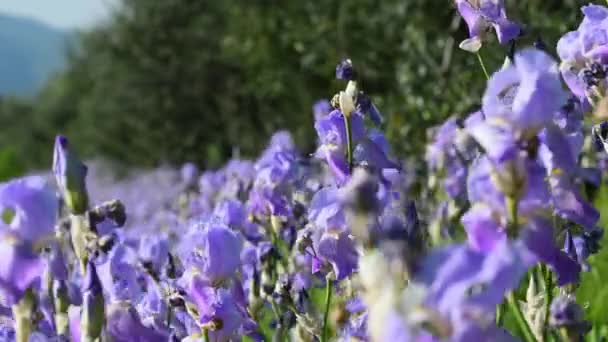 Beautiful Blooming Irises Olive Trees Swayng Wind Chianti Region Tuscany — Wideo stockowe