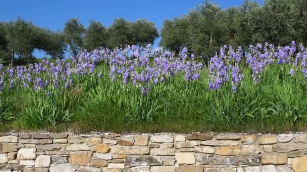 Iris Bloom Swaying Wind Chianti Region Tuscany Terrace Dry Stone — Stok Video