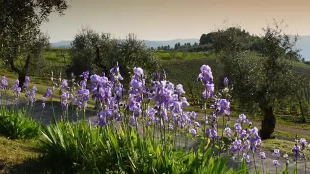 Beautiful Blooming Irises Swaying Wind Chianti Region Tuscany Sunset Medieval — Wideo stockowe